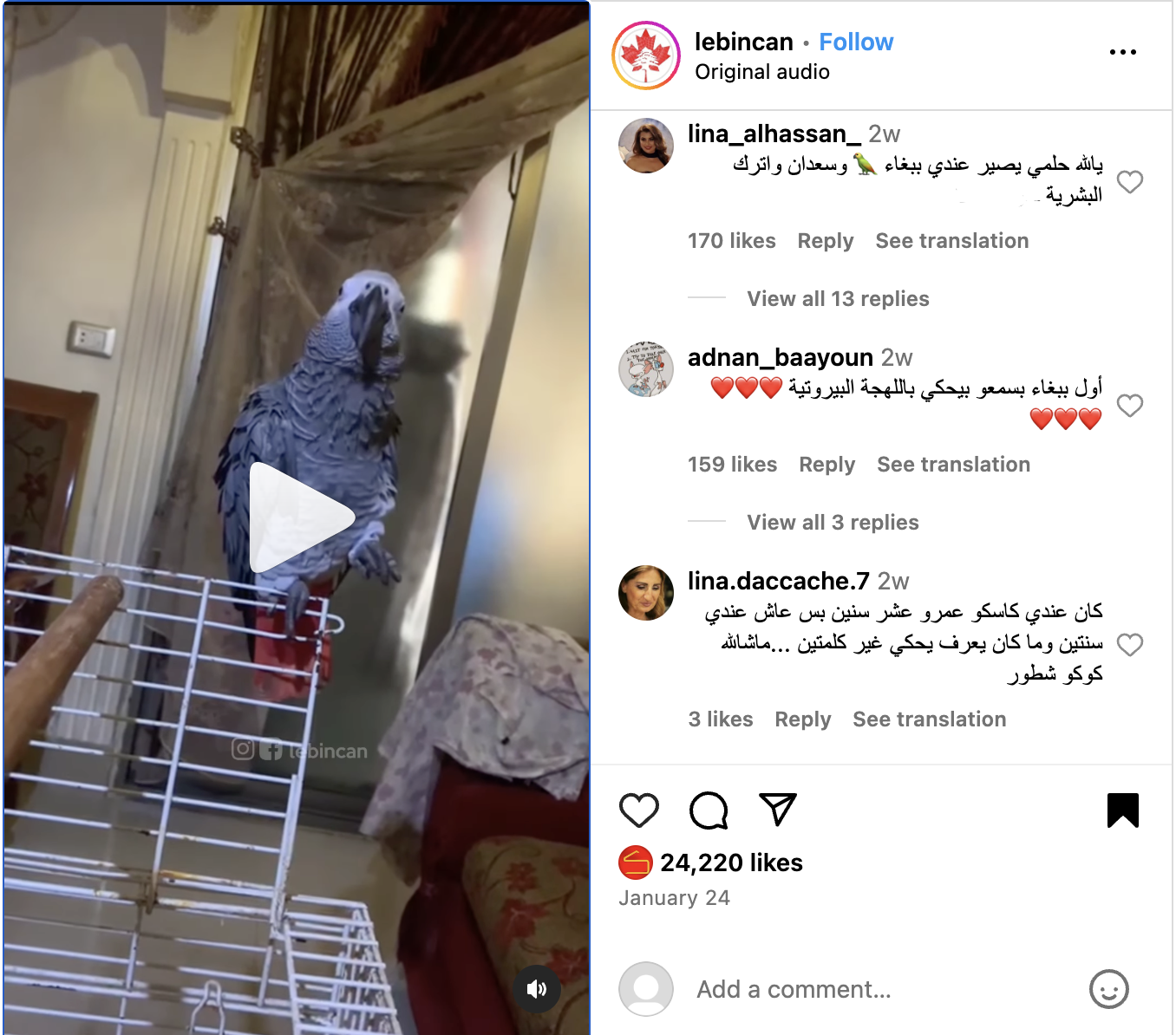 ببغاء لبناني